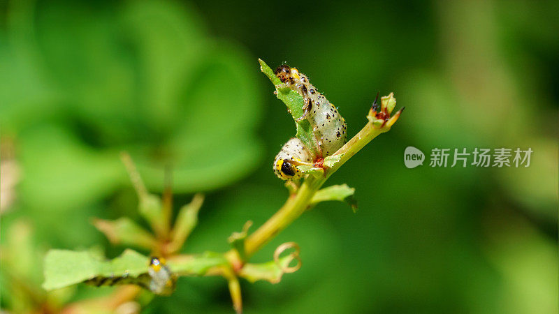 普通的醋栗锯蝇(Nematus ribesii)毛虫正在啃食小檗的叶子。近景拍摄的锯蝇幼虫绿色，头部黑色，身体有黑色斑点。
